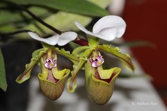 Paphiopedilum spicerianum
